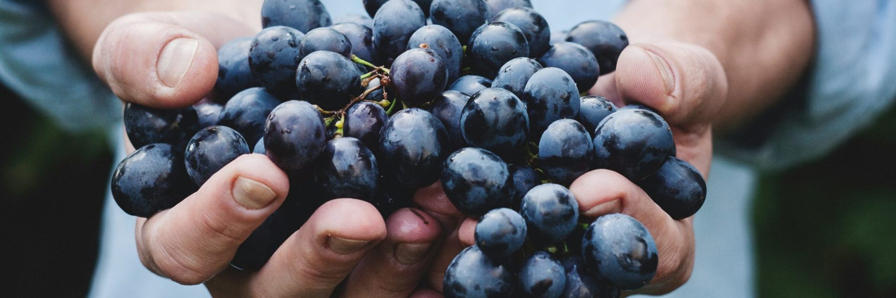 maja-petric-vGQ49l9I4EE-unsplash maja-petric-vGQ49l9I4EE-unsplash